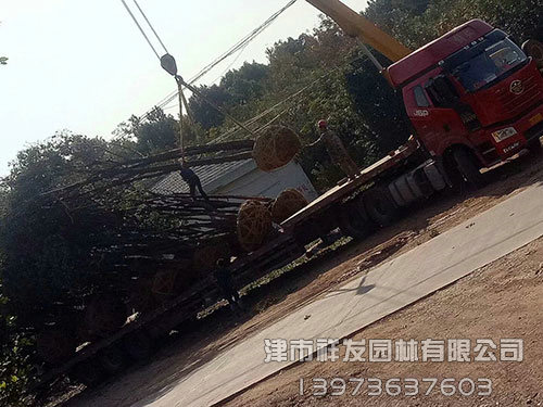 20公分香樟，多桿香樟發(fā)車-(2)